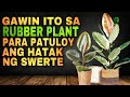 Gawin mo ito sa rubber plant para patuloy ang daloy ng swerte  lucky plants rubber money plant 2023