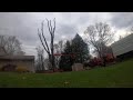 Cutting some trees with Woodman Tree Service, 18