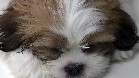 7-week-old puppy nearly dies after ingesting fentanyl