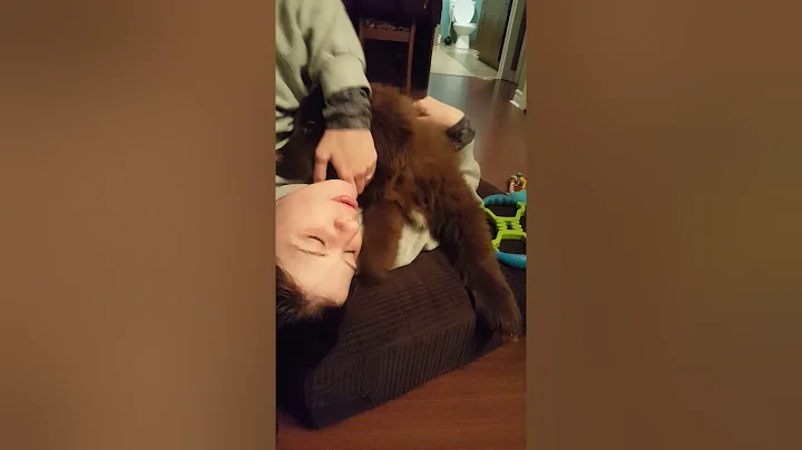 Newfoundland puppy bear romance with mom