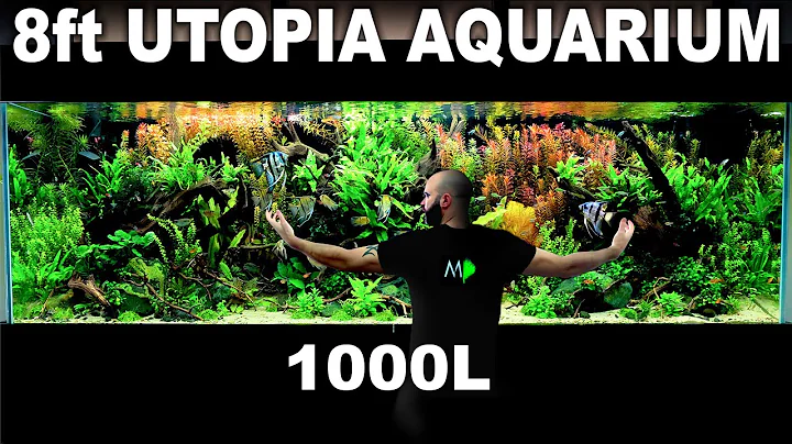 The 8ft "Utopia" Aquarium: EPIC 1000L Build over 300 Fish (Aquascape Tutorial)