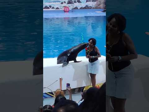 Dubai Dolphinarium 🇦🇪 #dubai #travel #dubaidolphinarium