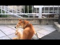 shibainu 柴犬スペック 20140723