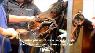 Tooth extraction TVC Equine