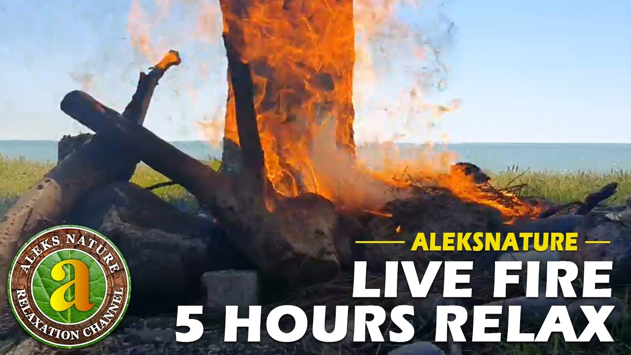 LIVE BONFIRE IN REAL TIME | RELAXING VIDEO WITH A BURNING FIRE