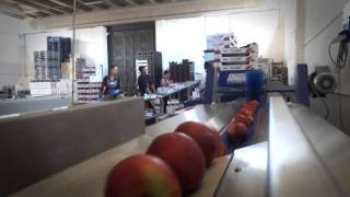 Famous Processing and Sorting line for Peaches and Nectarines Wealth