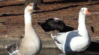 Which Goose is louder? screenshot 4