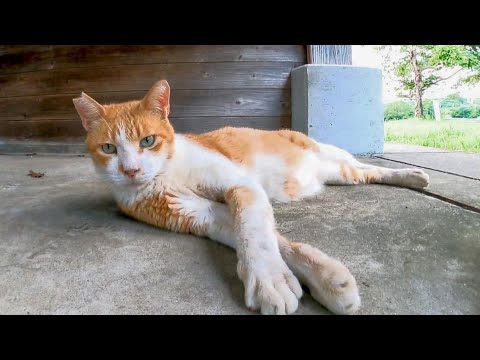 公園の野鳥小屋で休む野良猫達をナデナデしてきた