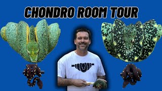 Details Phoenix Reptiles 2024 Collection Tour by Cryptic Chondros! Update