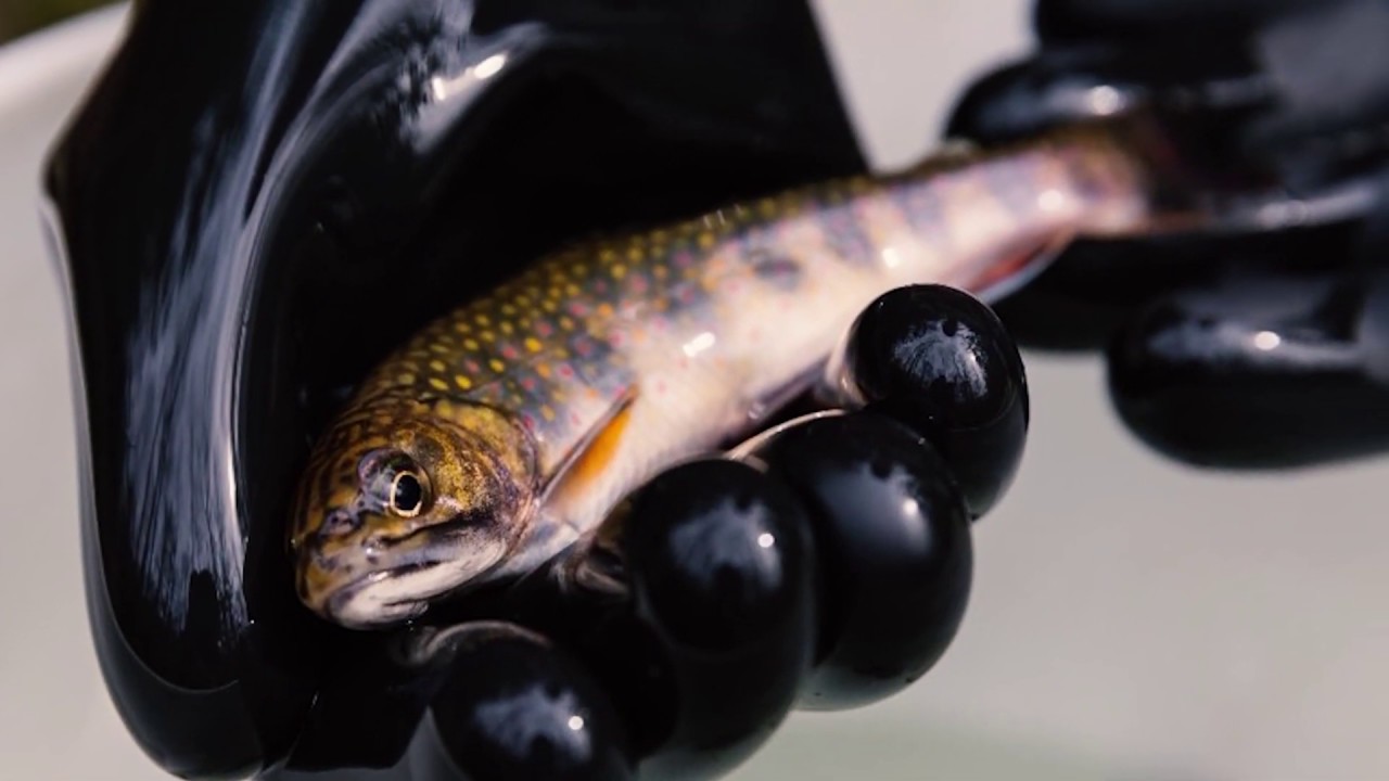 Native Brook Trout Restoration YouTube