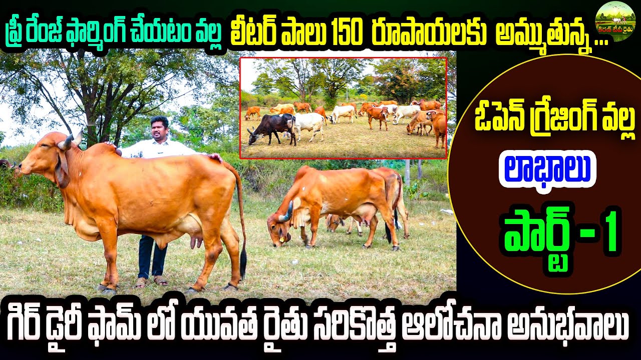 మా డైరీ ఫామ్ లో లీటర్ పాలు 150 రూపాయలు అమ్ముతున్న ఎలాగంటే.. | Dairy Farm | Gir Cow | Kiran TV Rythu