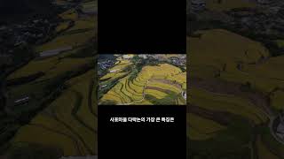 구례 사포마을 다랭이 논 #구례여행