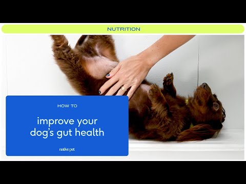 Video: 5 spôsobov, ako ste nepoznali probiotikum, by mohlo zlepšiť život vášho psa