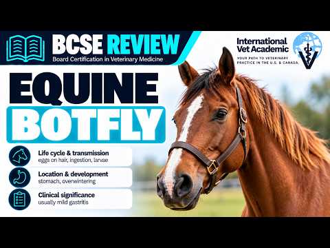 Equine Botfly (Gasterophilus intestinalis) | Life Cycle, Clinical Signs & Treatment | BCSE Review