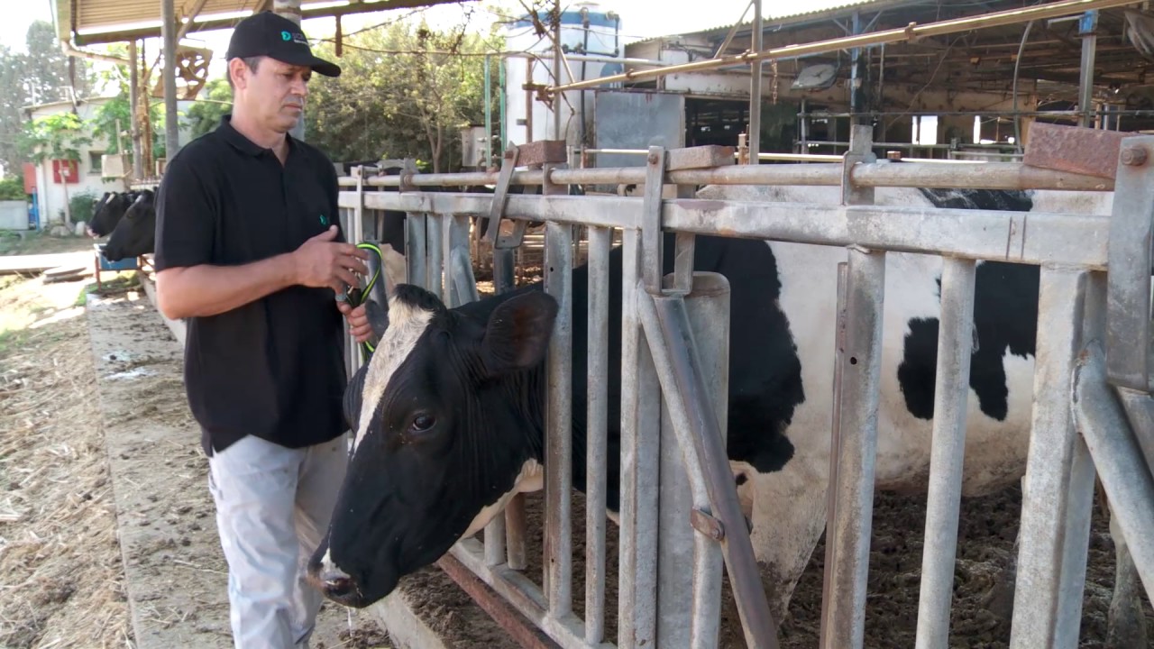 Placing Monitoring Neck Tags on Cows