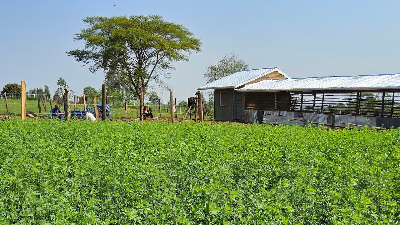 How to plant Alfalfa  to last  over seven  years  effectively  with itungo Pastures 