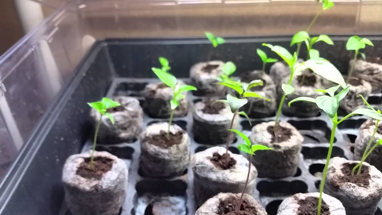 Indoor Grow...for 2015