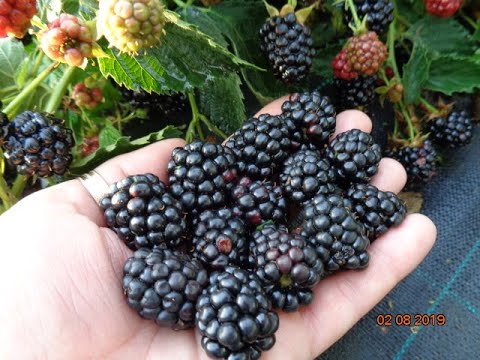 Шульц. Новый сорт ежевики. - YouTube