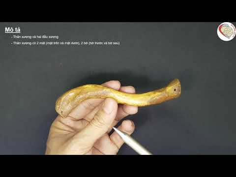 Video Đặc điểm giải phẫu của xương đòn - youtube