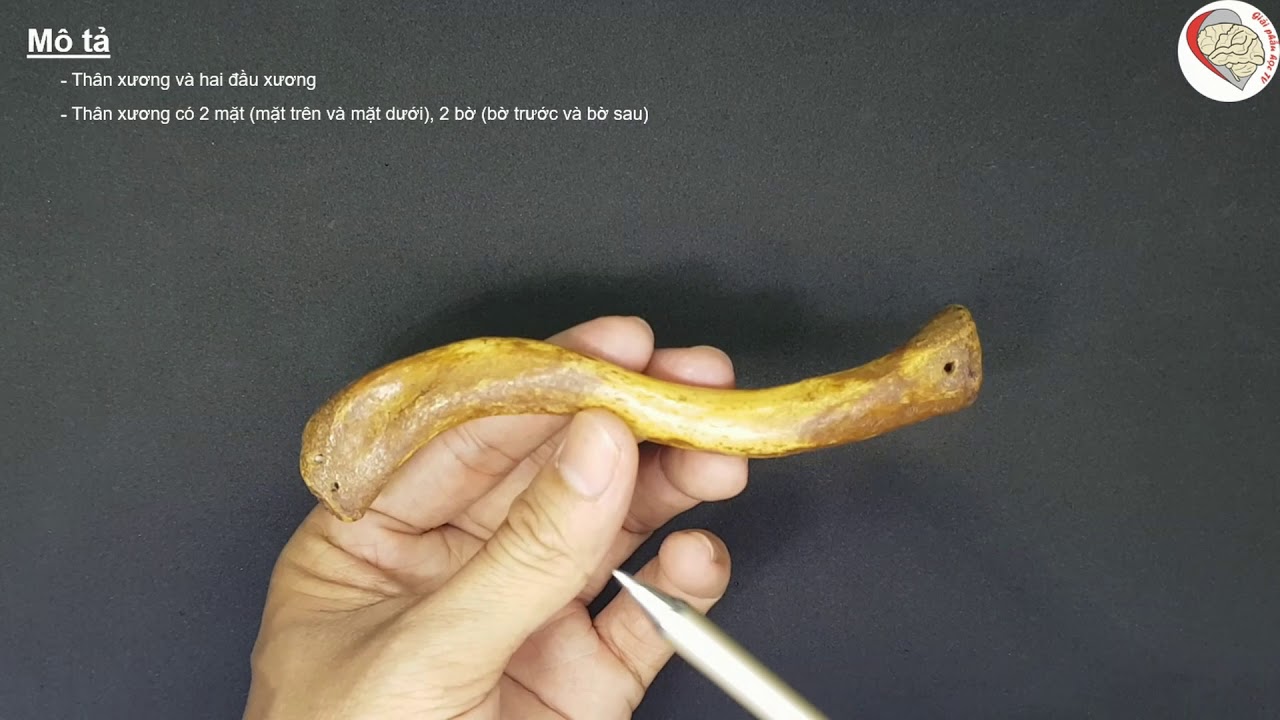 Đặc điểm giải phẫu của xương đòn