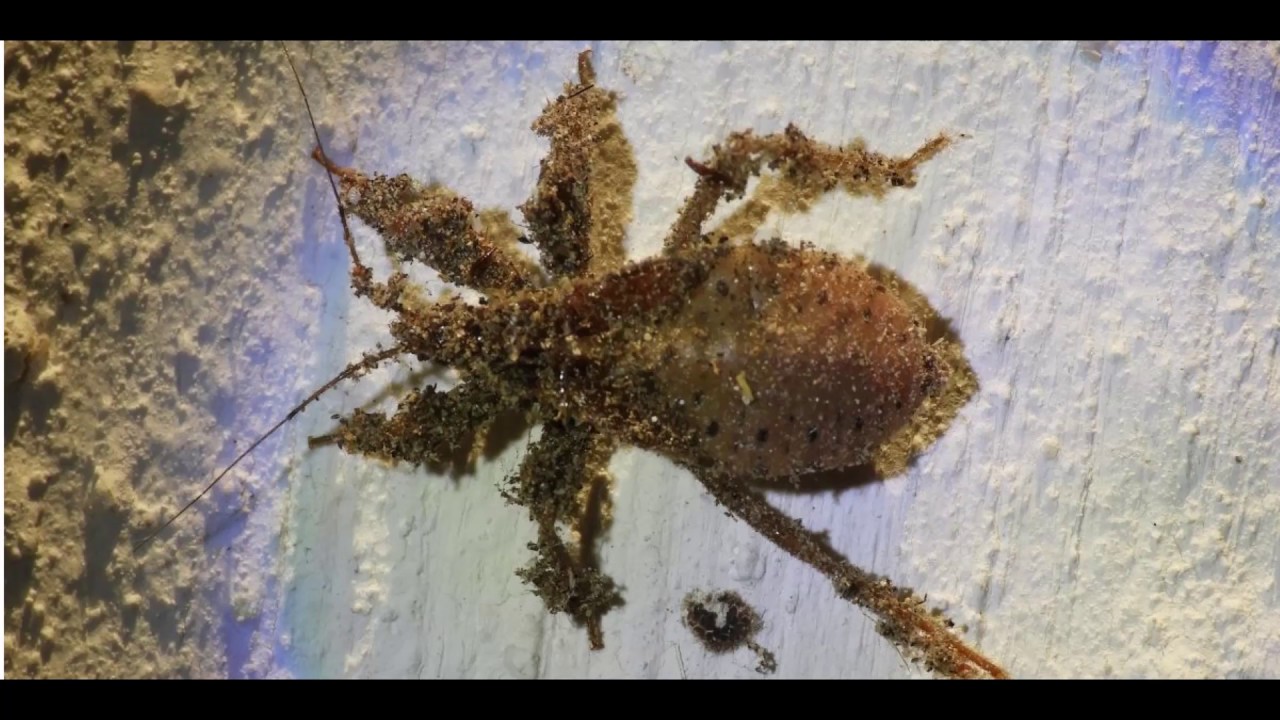 Nymph of Reduvius personatus  Greece 21 5 19 Μεγάλο