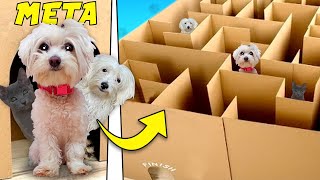 MY DOG AND CAT ESCAPE FROM A GIANT CARDBOARD MAZE!! 📦🙀 screenshot 5