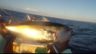#blackfintuna frenzy.
