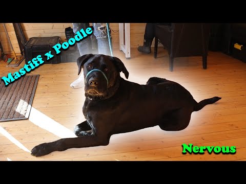 Reactive Dog Struggles: My Poodle-Mastiff Mix