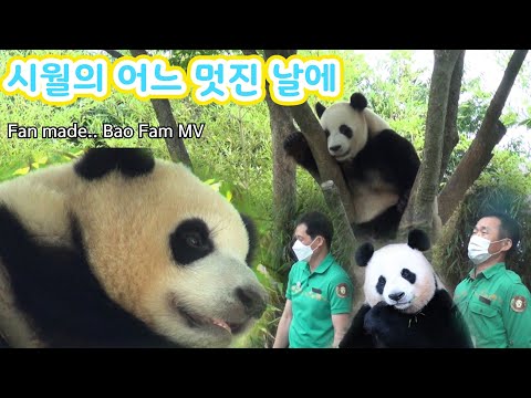 [푸덕이Cam]  Bao Famlily M/V 🎬 "시월의 어느 멋진 날에" 바오팸 사랑하는 마음 담아 by Sua루  (에버랜드 판다가족 Everland Panda World)