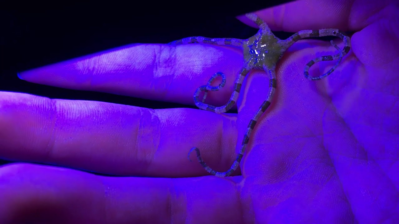 camera iphone 8 plus apk Serpent Starfish at Therapy Tanks