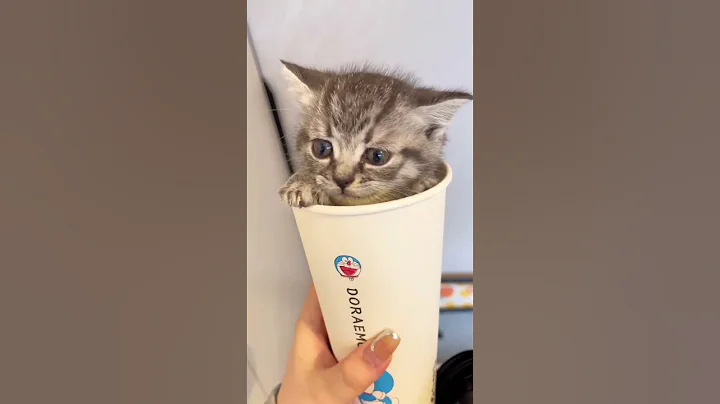 Watch the video about Best funny! #cat #funny #love #pets