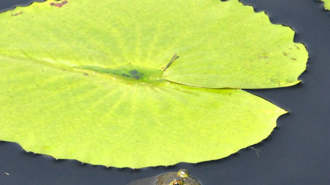 Frogs and Water Lilies YouTube