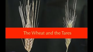 Parable of the Wheat & the Tares