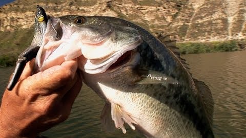 Bass Brigade: Fishing with Pros on Lake Piru