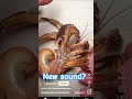 use this goofy sound👁👄👁 #crab #cookie #alienstage