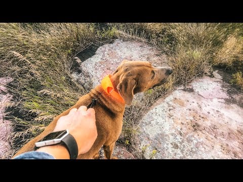 The Release N Run Leash/Collar by Rad Dog [Review]