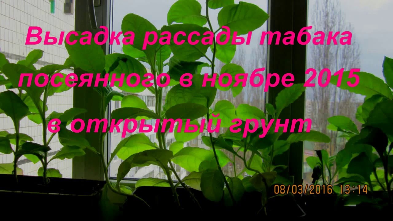 Оки смоки табак
