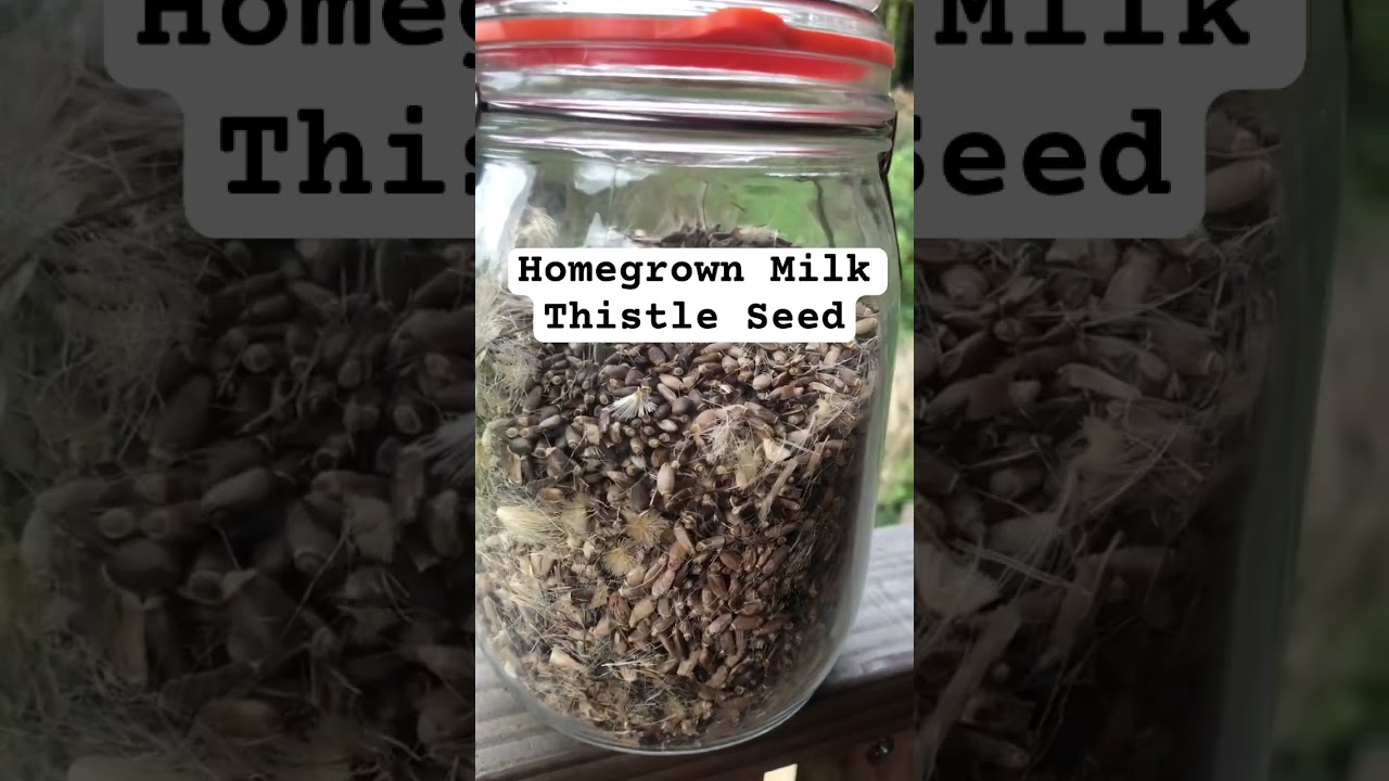 Home Grown Milk Thistle Seed = Homemade Milk Thistle Tincture Full Milk Thistle video on my channel