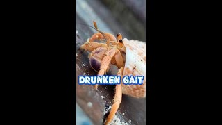 Пьяная походка 😀 / hermit-crab  #shorts