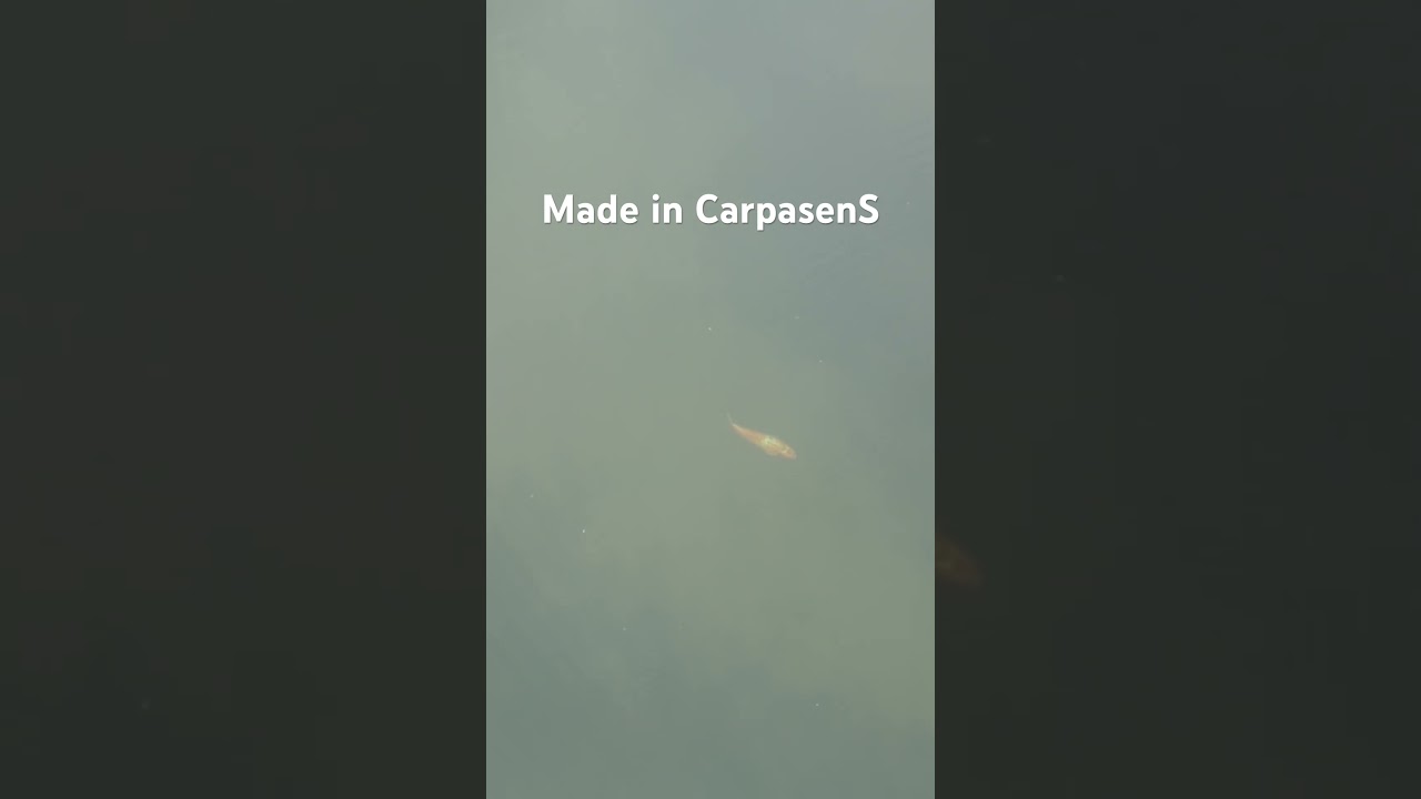 Koi CarpasenS