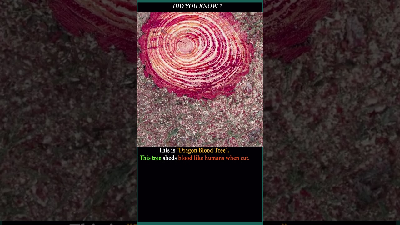 The dragon blood tree  