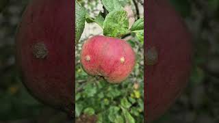 видео: Обзор 🌺 Осень 🍂 Мой Сад 🌺#сад #огород #дача #обзор #красота #природа #autumn #garden #nature #блогер картинка: Обзор 🌺 Осень 🍂 Мой Сад 🌺#сад #огород #дача #обзор #красота #природа #autumn #garden #nature #блогер