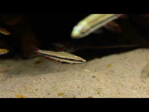 Nannostomus trifasciatus