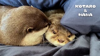 ぬくぬくして朝の布団から出てこないカワウソたち　Otters Don't Want to Get Out of Bed