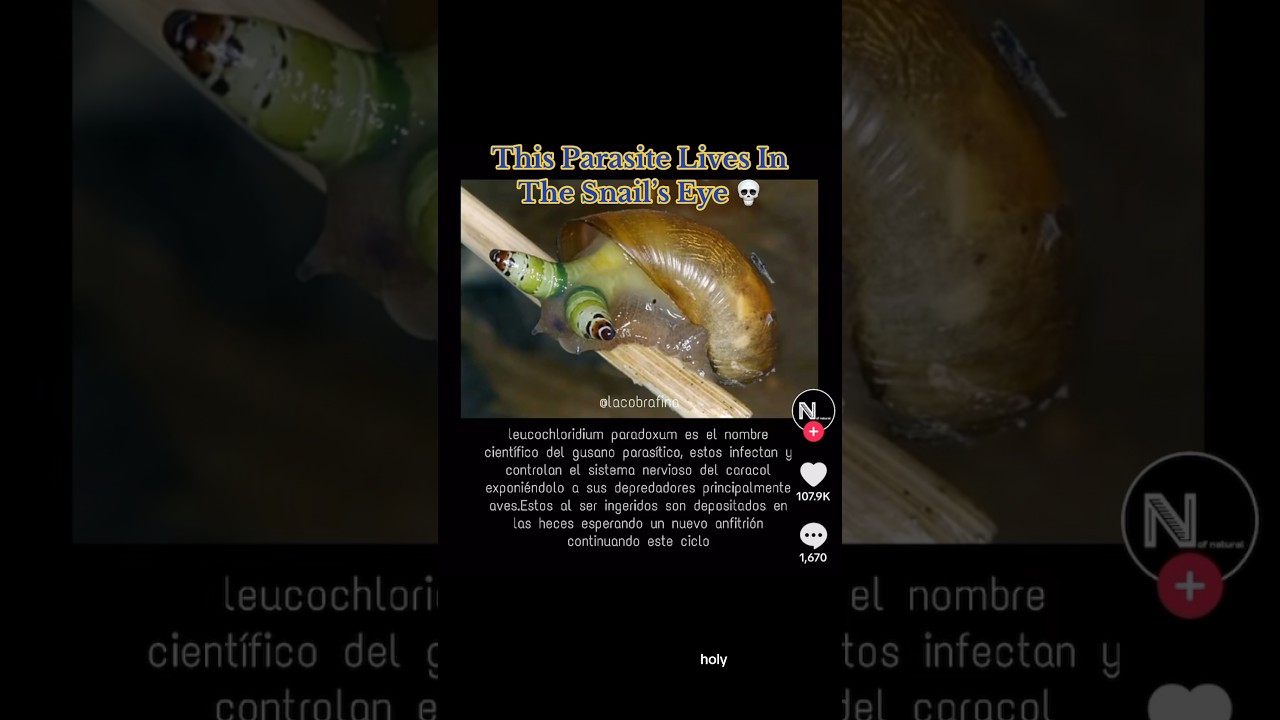 This Parasite Lives In The Snail’s Eye 🤢 