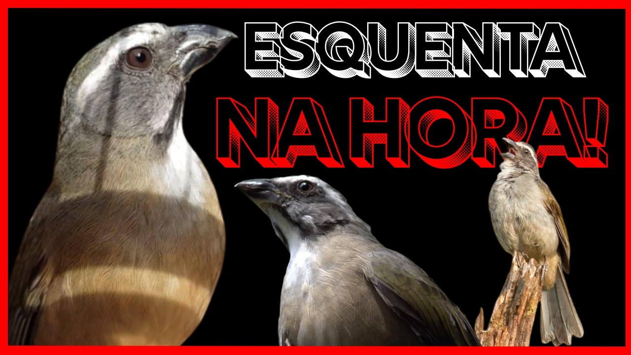 🏆🔥 APROVADO!✅ SEU TRINCA FERRO VAI CANTAR NA HORA 💥 Esquenta Seu Trinca Ferro