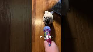 Download Lagu Buster the OG cockatoo | wait for the end | cockatoo karaoke MP3