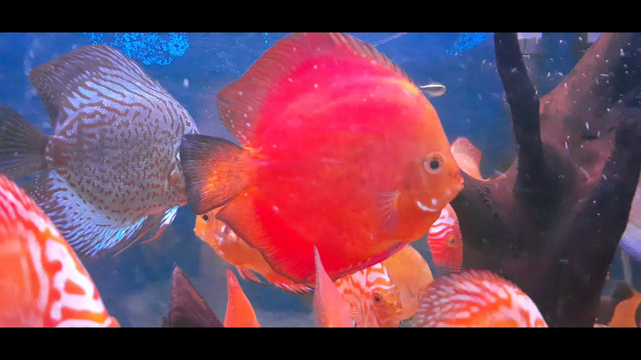 Meu aquário de acara disco 200l