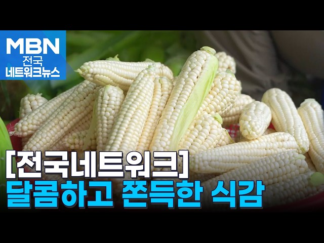 "달콤하고 쫀득한 식감"…괴산대학찰옥수수 출하 한창 [전국네트워크]