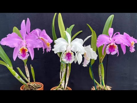 LINH SAN 0984282911 - YouTube